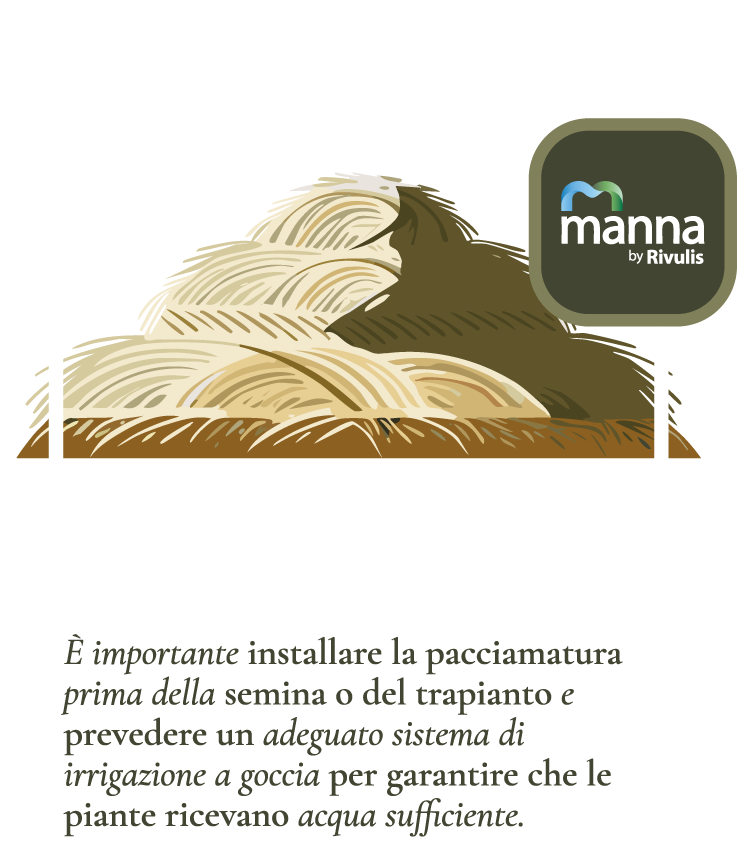 Pacciamatura