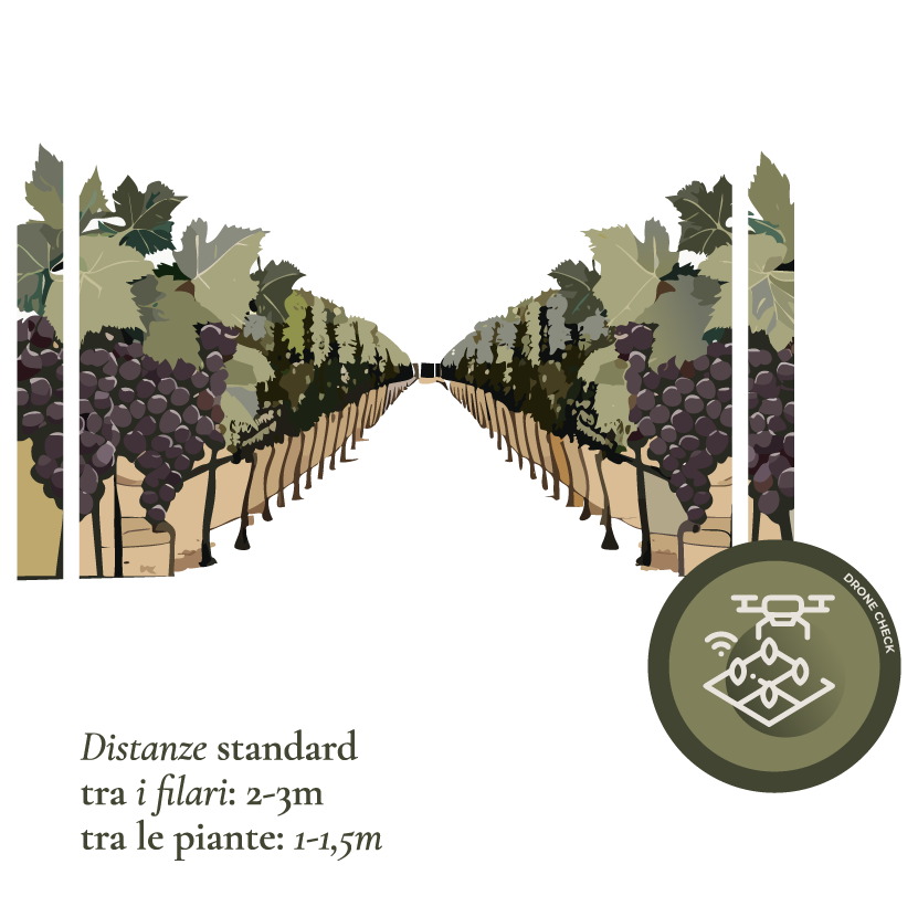 Vigneto-4