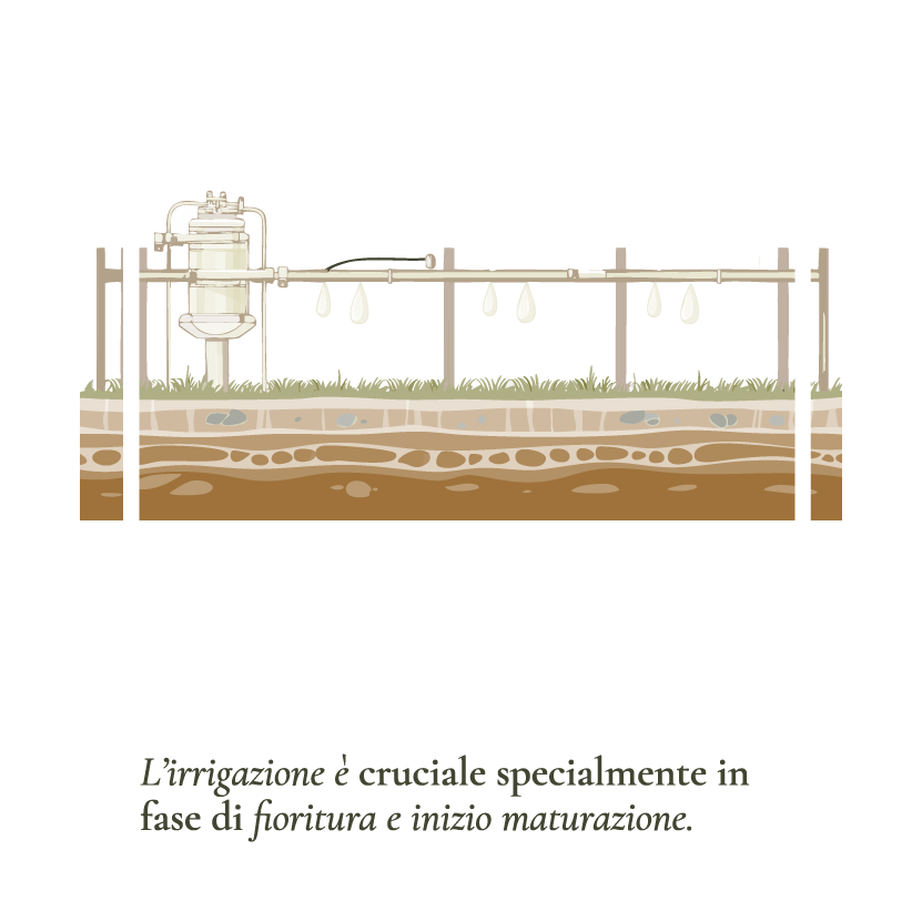 Vigneto-8